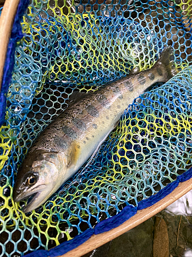 ヤマメの釣果