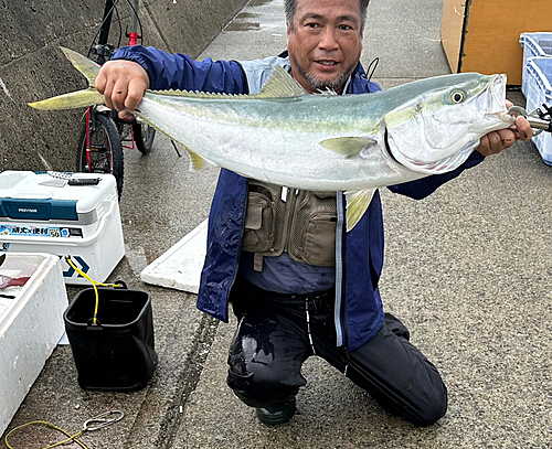 ブリの釣果