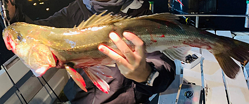 シーバスの釣果