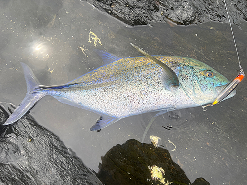 カスミアジの釣果