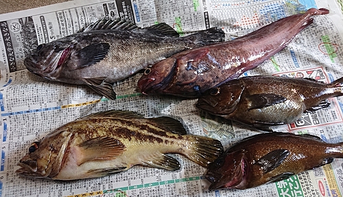 クロソイの釣果