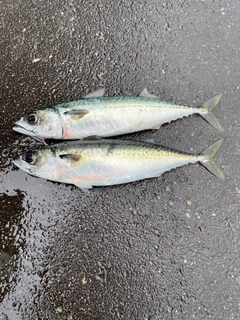 サバの釣果