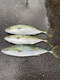 イナダの釣果