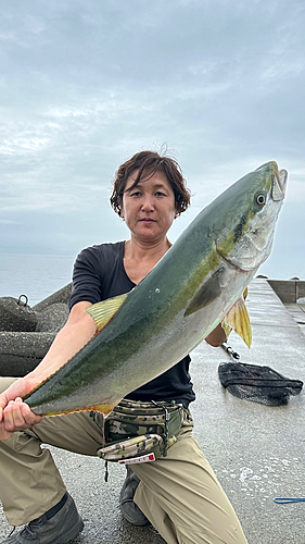 ブリの釣果