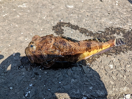 オニカジカの釣果