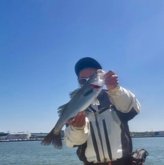 ハネ（マルスズキ）の釣果