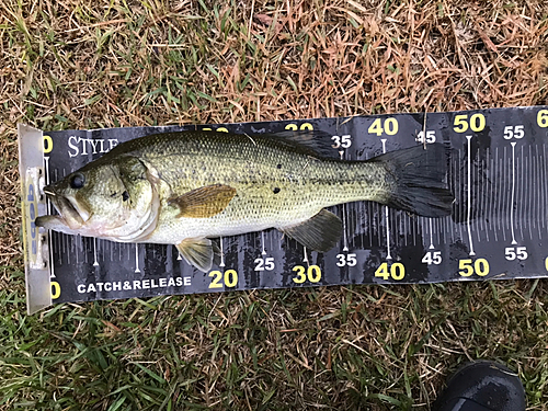 ブラックバスの釣果