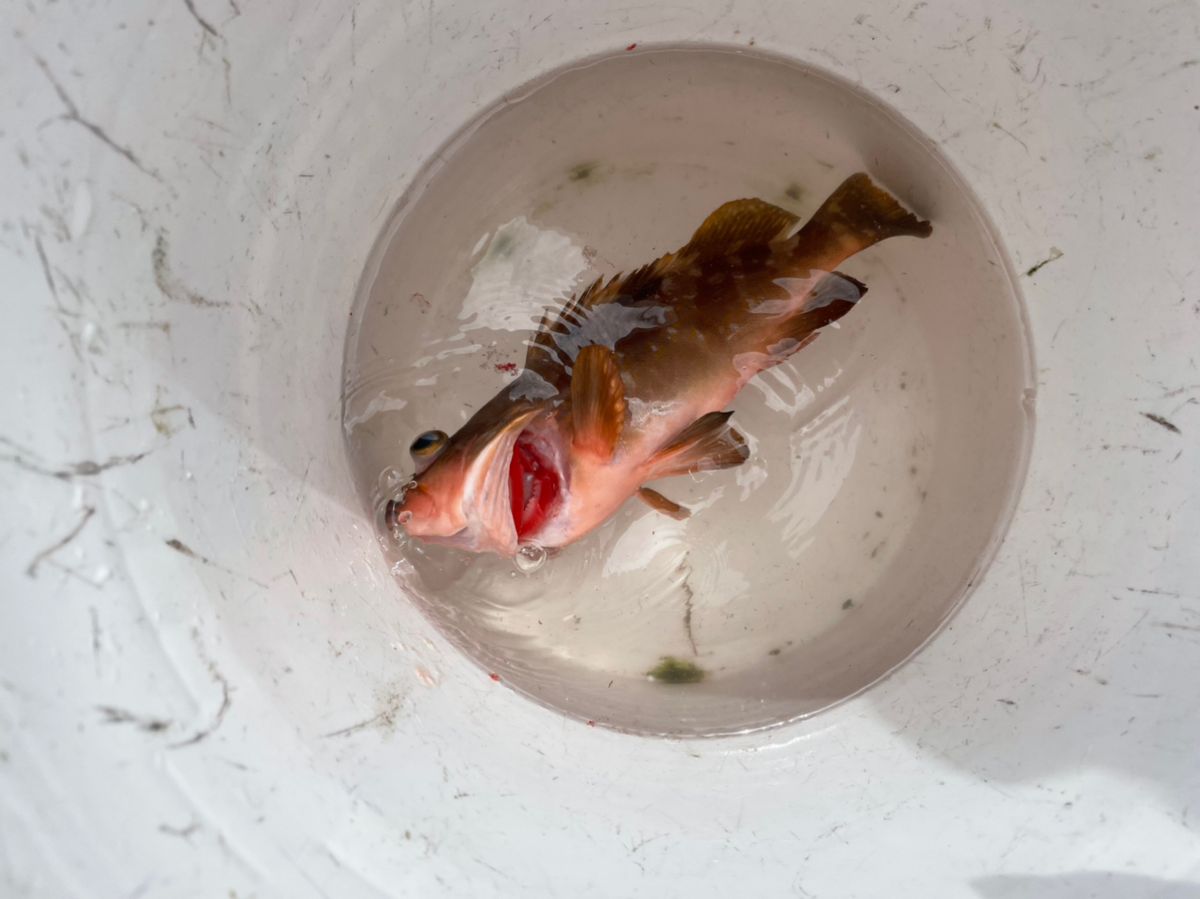 釣り吉どん兵衛さんの釣果 1枚目の画像