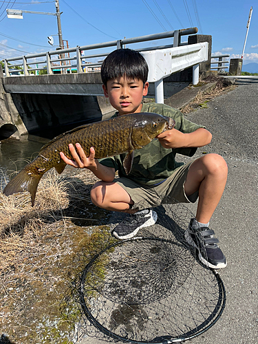 コイの釣果