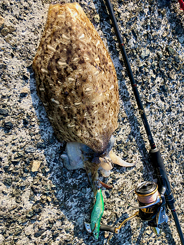 コウイカの釣果