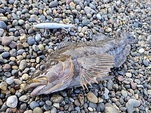 アイナメの釣果