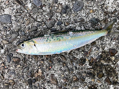 カタボシイワシの釣果