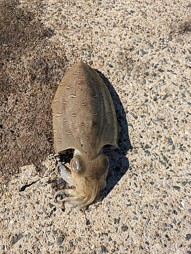 モンゴウイカの釣果