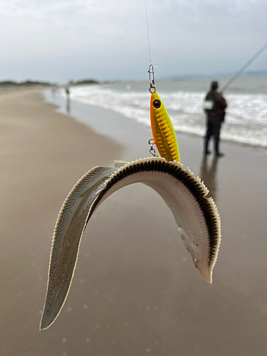 シタビラメの釣果