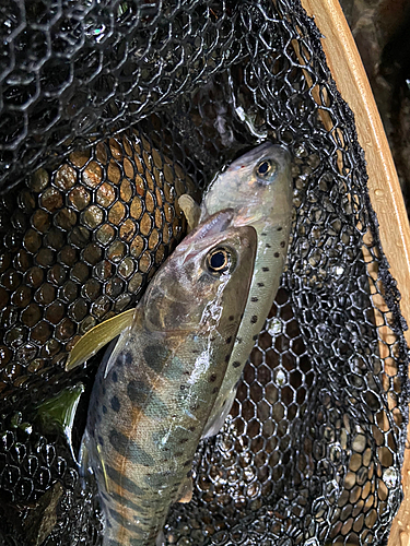 ヤマメの釣果