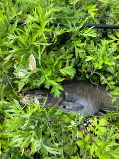 ナマズの釣果