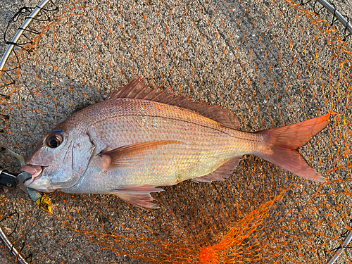 マダイの釣果