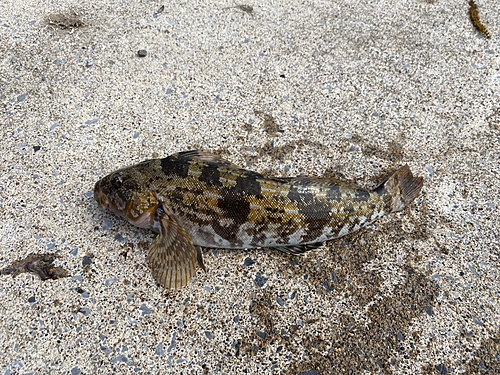 アイナメの釣果