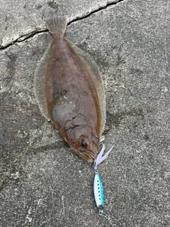 ムシガレイの釣果