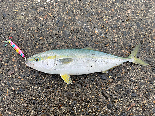 イナダの釣果