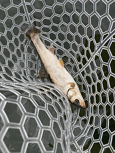 ウグイの釣果