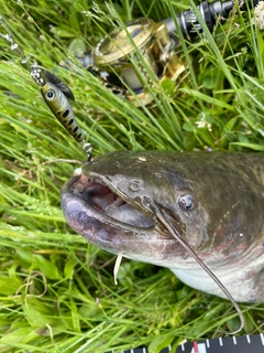 マナマズの釣果