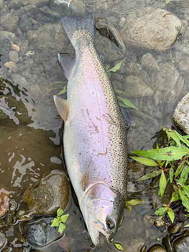 ニジマスの釣果