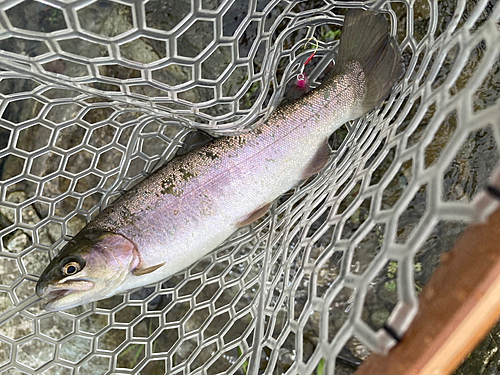 ニジマスの釣果