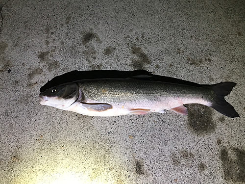 マルタウグイの釣果