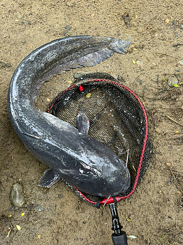 ナマズの釣果