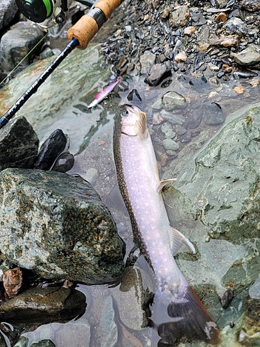 イワナの釣果