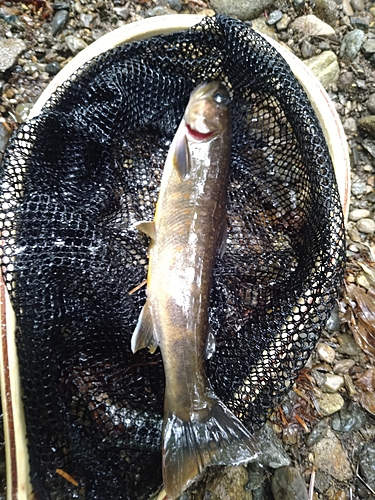 イワナの釣果