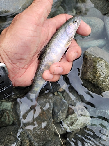 イワナの釣果