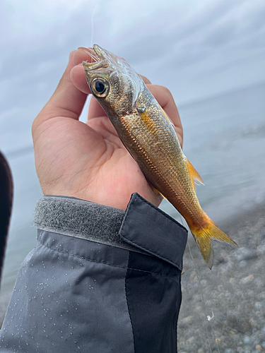 ムツの釣果