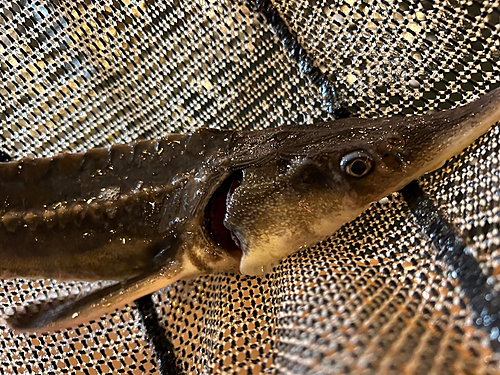 チョウザメの釣果