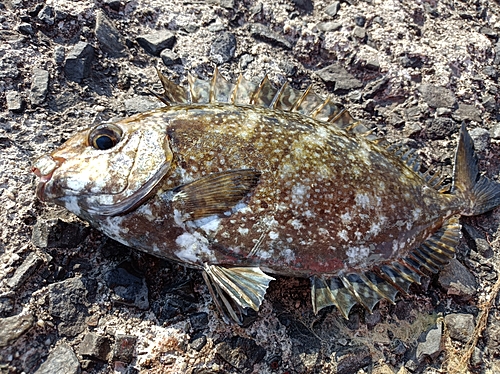 アイゴの釣果