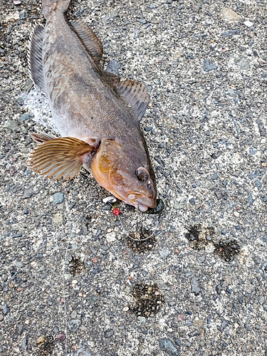 アイナメの釣果