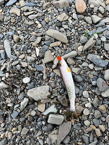 アメマスの釣果