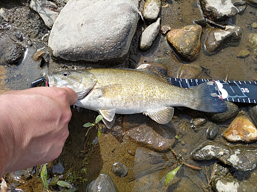 スモールマウスバスの釣果