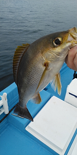 イサキの釣果