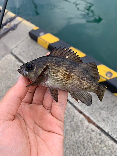 メバルの釣果