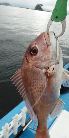 マダイの釣果