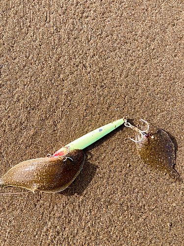 ソゲの釣果