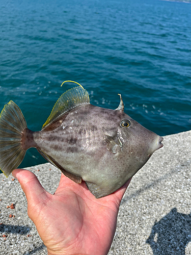 カワハギの釣果