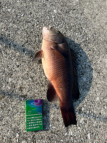 カンダイの釣果