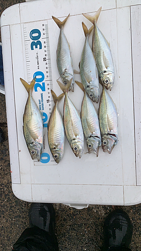 アジの釣果