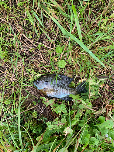 ブルーギルの釣果