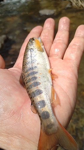 アマゴの釣果