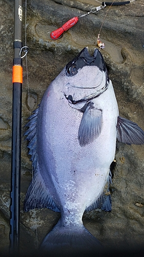 イシダイの釣果