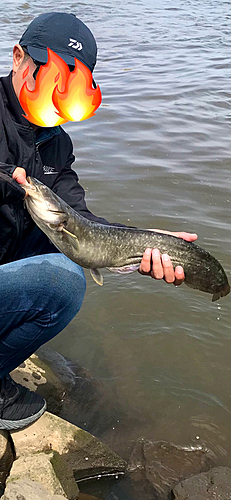 ナマズの釣果